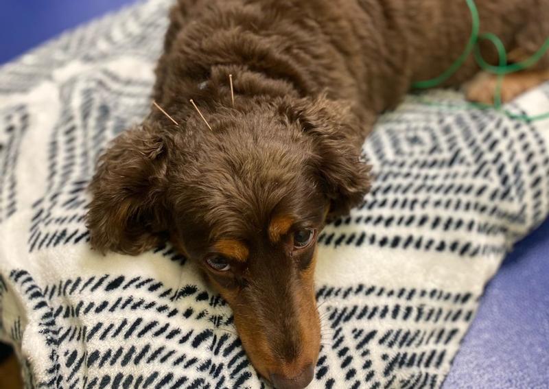 Ani-Mall Pet Hospital | Middletown Veterinary Hospital